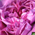 Lila - Történelmi - perpetual hibrid rózsa - Reine des Violettes